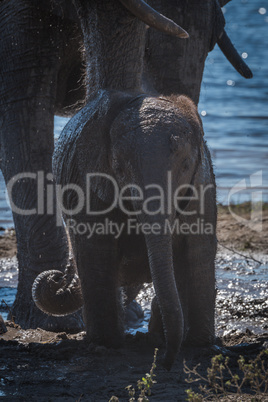 Baby elephant in mud hole facing camera