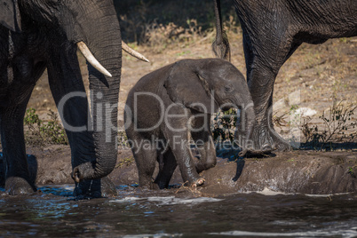 Baby elephant kneeling on riverbank beside mother