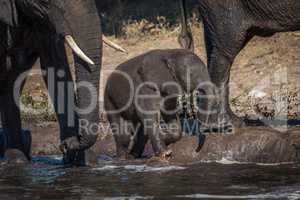 Baby elephant kneeling on riverbank beside mother
