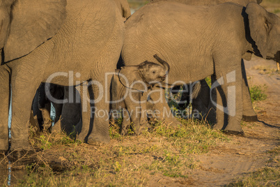 Baby elephant in adult herd facing camera