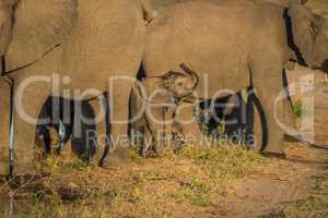 Baby elephant in adult herd facing camera