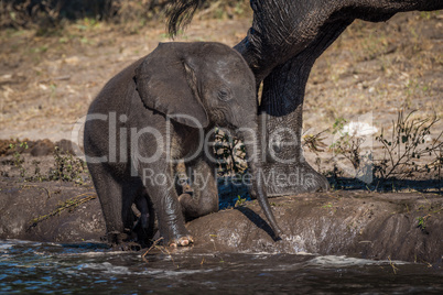 Baby elephant kneels on riverbank beside mother