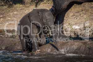 Baby elephant kneels on riverbank beside mother