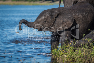 Baby elephant lifting its trunk on riverbank