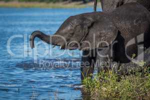 Baby elephant lifting its trunk on riverbank