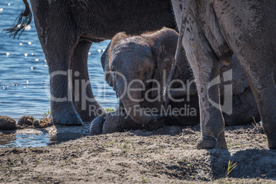 Baby elephant lies in mud beside river