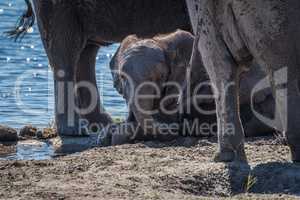 Baby elephant lies in mud beside river