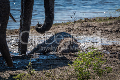 Baby elephant lying in mud beside water