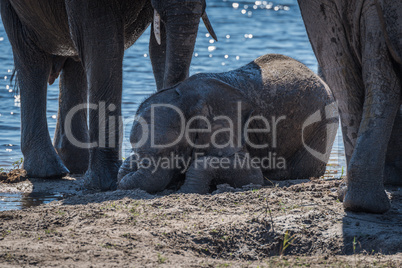 Baby elephant lying in mud beside river