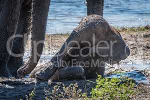 Baby elephant lying in mud by water