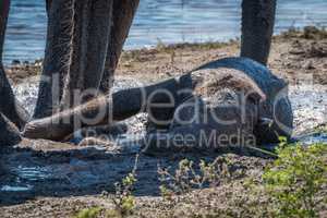 Baby elephant lying in mud by river