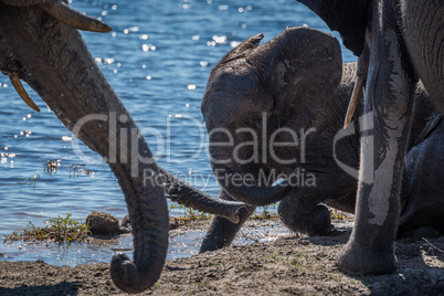 Baby elephant playing in mud beside river