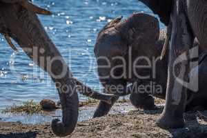 Baby elephant playing in mud beside river