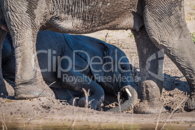 Baby elephant lying in mud on riverbank