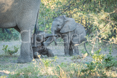 Baby elephant pushing over another behind mother