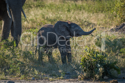 Baby elephant raising its trunk beside mother