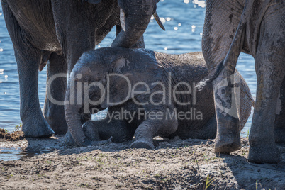 Baby elephant rolling in mud beside river