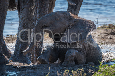 Baby elephant sitting in mud beside water