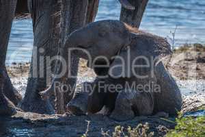 Baby elephant sitting in mud beside water
