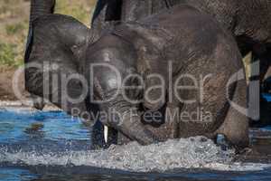 Baby elephant splashing around in shallow water