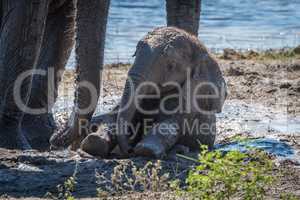 Baby elephant sitting in mud beside mother