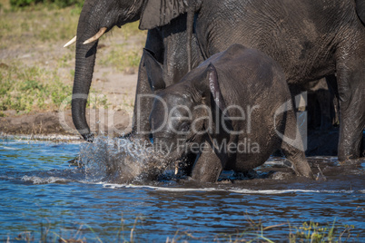 Baby elephant splashing from shallows beside others