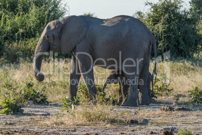 Baby elephant standing behind mother in bush