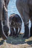 Baby elephant standing on riverbank between adults