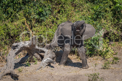 Baby elephant stepping clumsily over dead log