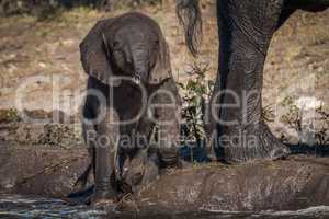 Baby elephant struggles along riverbank beside mother