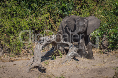 Baby elephant stuck on log waving trunk