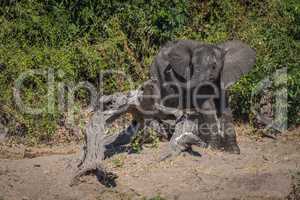 Baby elephant stuck on log waving trunk