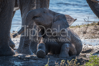Baby elephant taking mud bath beside water