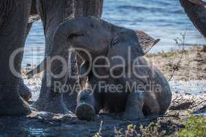 Baby elephant taking mud bath beside water