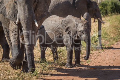 Baby elephant waiting to cross dirt track