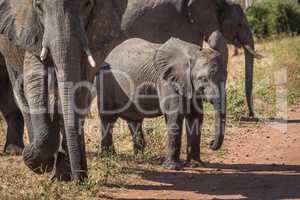 Baby elephant waiting to cross dirt track