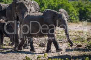 Baby elephant walking ahead of family on sand