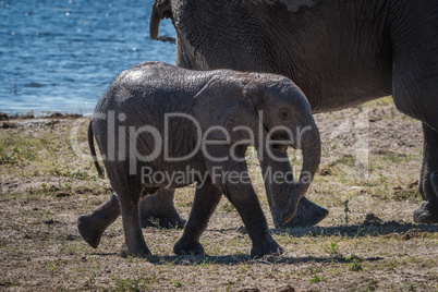 Baby elephant walking behind mother beside river