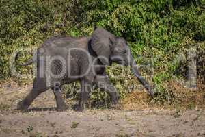 Baby elephant walking beside bushes in sunshine