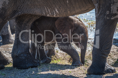 Baby elephant walking between legs of mother