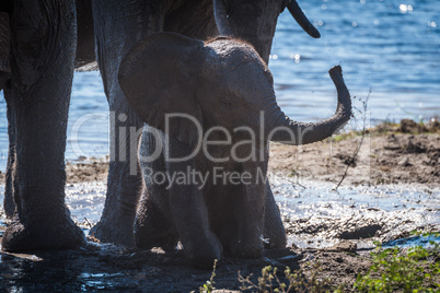 Baby elephant waving trunk in mud hole