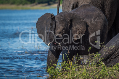 Baby elephant with raised trunk on riverbank