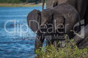 Baby elephant with raised trunk on riverbank