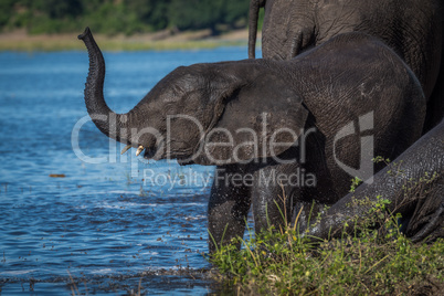 Baby elephant with lifted trunk on riverbank