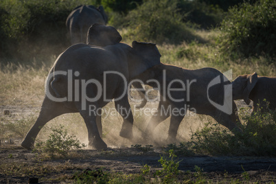 Baby elephants play fighting in dusty clearing