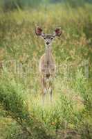 Baby greater kudu in grass facing camera
