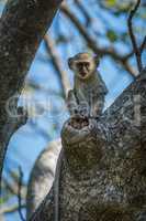 Baby vervet monkey holds branch facing camera