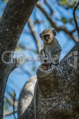 Baby vervet monkey in branches facing camera