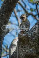 Baby vervet monkey in branches facing camera