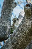 Baby vervet monkey in tree facing camera